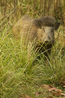 Images Dated 3rd April 2011: Asia, India, Kanha National Park, Madhya Pradesh, Indian Wild Boar, Sus scrofa cristatus
