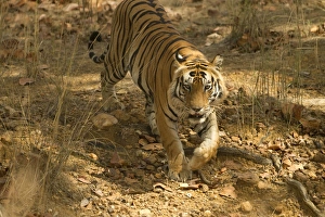 Images Dated 2nd April 2011: Asia, India, Kanha National Park