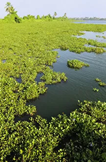 Asia, India, Kerala (Backwaters). Plant growth along the Kumarakom shoreline