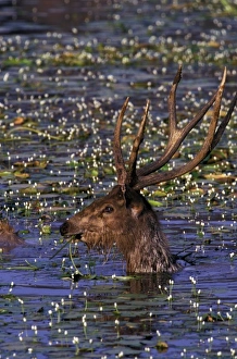 Images Dated 30th August 2007: Asia, India, Khana National Park. Barasingha (Cervus duvanceli)