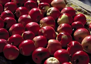 Apple Prints: Asia, India, Ladakh, Leh. Apples shine in the morning light at the market at Lamayuru