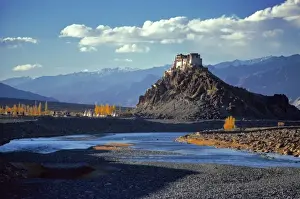Asia, India, Ladakh, Stankna. Fall color highlights these poplar trees along