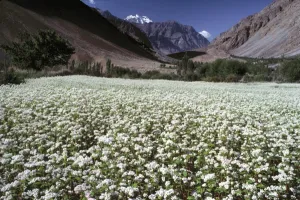 Zanskar Valley Prints: Asia, India, Ladakh, Suru. A lush carpet of white blooms cover the Suru area