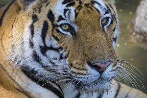 India Gallery: Asia. India. Male Bengal tiger (Pantera tigris tigris) enjoys the cool of a water