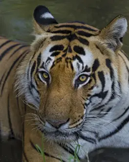 India Prints: Asia. India. Male Bengal tiger (Pantera tigris tigris) enjoys the cool of a water