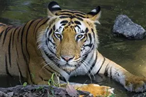 India Prints: Asia. India. Male Bengal tiger (Pantera tigris tigris) enjoys the cool of a water