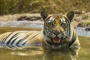 India Prints: Asia. India. Male Bengal tiger (Pantera tigris tigris) enjoys the cool of a water