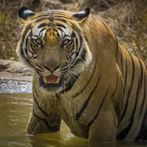 India Prints: Asia. India. Male Bengal tiger (Pantera tigris tigris) enjoys the cool of a water
