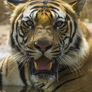 India Prints: Asia. India. Male Bengal tiger (Pantera tigris tigris) enjoys the cool of a water