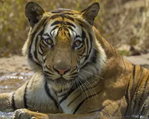India Prints: Asia. India. Male Bengal tiger (Pantera tigris tigris) enjoys the cool of a water