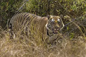 India Prints: Asia. India. Male Bengal tiger (Pantera tigris tigris) enjoys the cool of a water