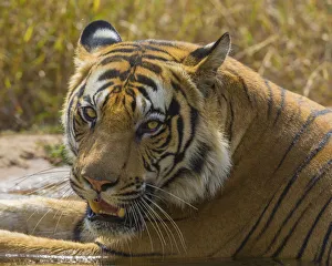 Images Dated 11th April 2015: Asia. India. Male Bengal tiger (Pantera tigris tigris) enjoys the cool of a water