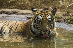 Asia. India. Male Bengal tiger (Pantera tigris tigris) enjoys the cool of a water