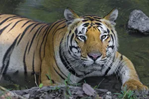 Images Dated 16th April 2015: Asia. India. Male Bengal tiger (Pantera tigris tigris) enjoys the cool of a water