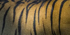 Ralph H Bendjebar Prints: Asia. India. Male Bengal tiger skin (Pantera tigris tigris) showing the stripes that