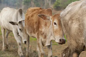 India Gallery: Asia, India, Meghalaya, Bajengdoba. Cattle walk in single file