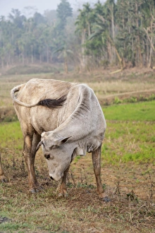 Brent Bergherm Prints: Asia, India, Meghalaya, Bajengdoba. East Garo Hills region. A cow amidst the fields