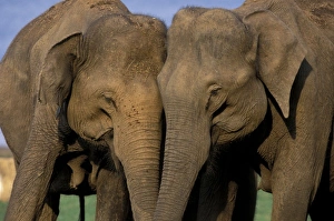 Images Dated 30th August 2007: Asia, India, Nargahole National Park. Indian Elephants (Elaphus bengalensis)