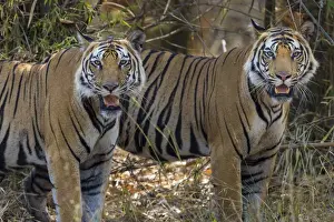 Ralph H Bendjebar Prints: Asia. India. A pair of male Bengal tigers (Pantera tigris tigris) enjoy the cool