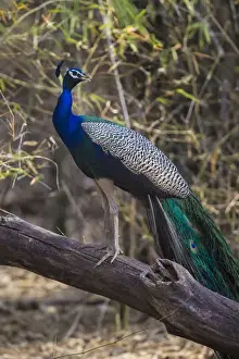 India Prints: Asia. India. Peacock (Pavo cristatus) on display at Bandahavgarh Tiger Reserve
