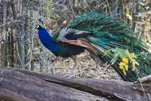 Ralph H Bendjebar Prints: Asia. India. Peacock (Pavo cristatus) on display at Bandahavgarh Tiger Reserve