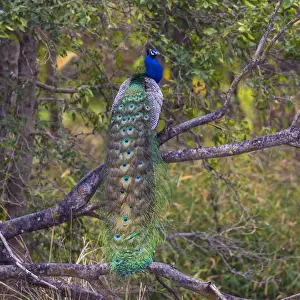 India Prints: Asia. India. Peacock (Pavo cristatus) on display at Bandahavgarh Tiger Reserve