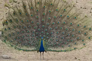 India Prints: Asia. India. Peacock (Pavo cristatus) on display at Bandahavgarh Tiger Reserve