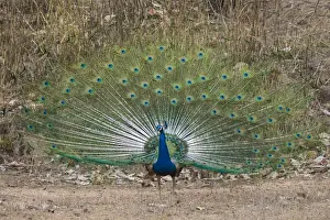 India Prints: Asia. India. Peacock (Pavo cristatus) on display at Bandahavgarh Tiger Reserve