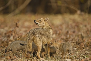 Images Dated 4th April 2011: Asia, India, Pench National Park