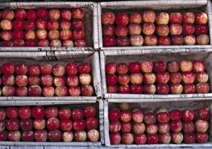 Apple Prints: Asia, India, Rajasthan, Jodhpur. Apples are arranged in neat rows in their boxes