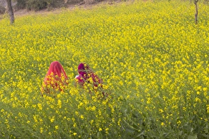 Sari Prints: Asia, India, Rajasthan, Khichan village