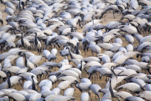 Images Dated 21st January 2014: Asia, India, Rajasthan, Khichan village, Demoiselle cranes
