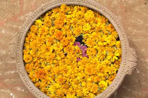 Udaipur Prints: Asia, India, Rajasthan, an offering of marigold flowers centered with a lotus blossom