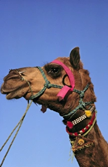Neck Prints: Asia, India, Rajasthan, Pushkar. A bedizened camel waits patiently at the Pushkar