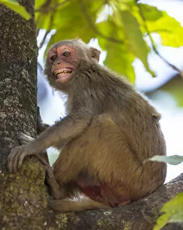 India Gallery: Asia. India. Rhesus macaque (Macaca mulatta) at Bandhavgarh Tiger Reserve