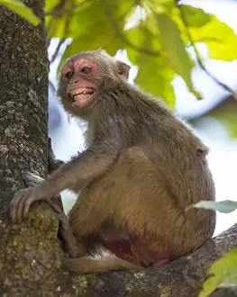 Ralph H Bendjebar Prints: Asia. India. Rhesus macaque (Macaca mulatta) at Bandhavgarh Tiger Reserve