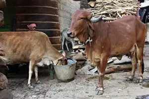 Images Dated 3rd February 2012: Asia, India, Varanasi. The cow is worshipped as a sacred animal in India