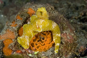 Asia, Indonesia