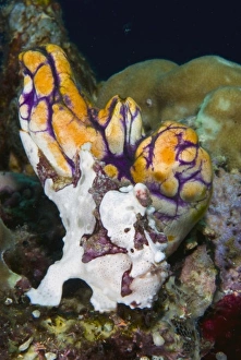 Asia, Indonesia
