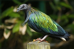 Asia, Indonesia