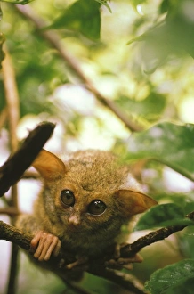 Asia, Indonesia