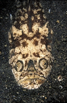 Asia, Indonesia