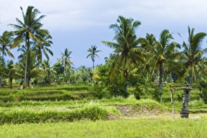 Images Dated 28th January 2010: Asia, Indonesia