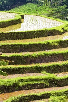 Images Dated 10th February 2010: Asia, Indonesia