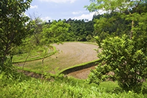 Images Dated 10th February 2010: Asia, Indonesia