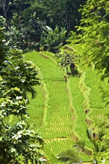 Images Dated 10th February 2010: Asia, Indonesia