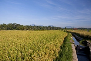 Images Dated 28th January 2010: Asia, Indonesia