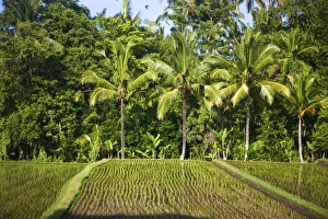 Images Dated 10th February 2010: Asia, Indonesia