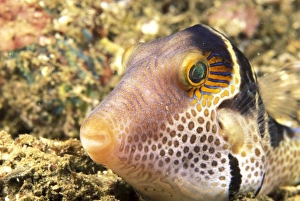 Asia, Indonesia