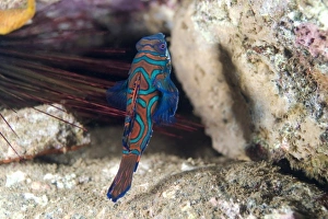 Asia, Indonesia